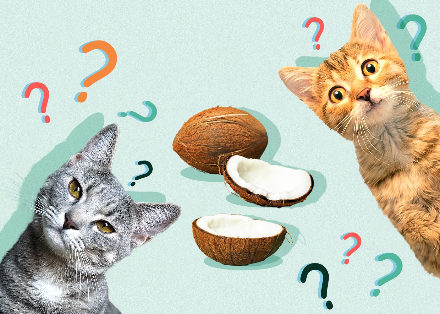 Can Cats Eat coconut
