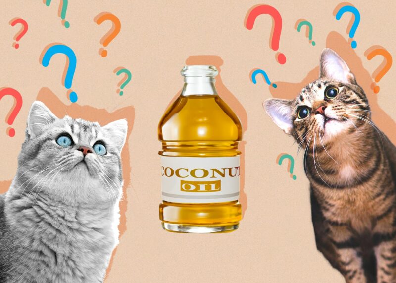 Can Cats Eat Coconut Oil