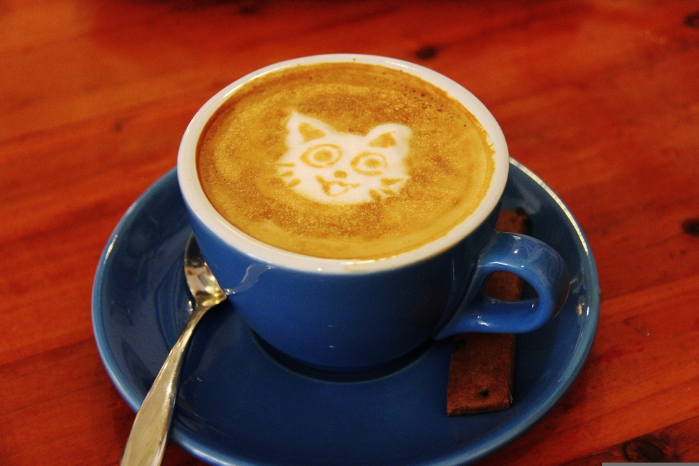 My Cat Drank Coffee! Here’s What to Do (Vet Answer) Catster