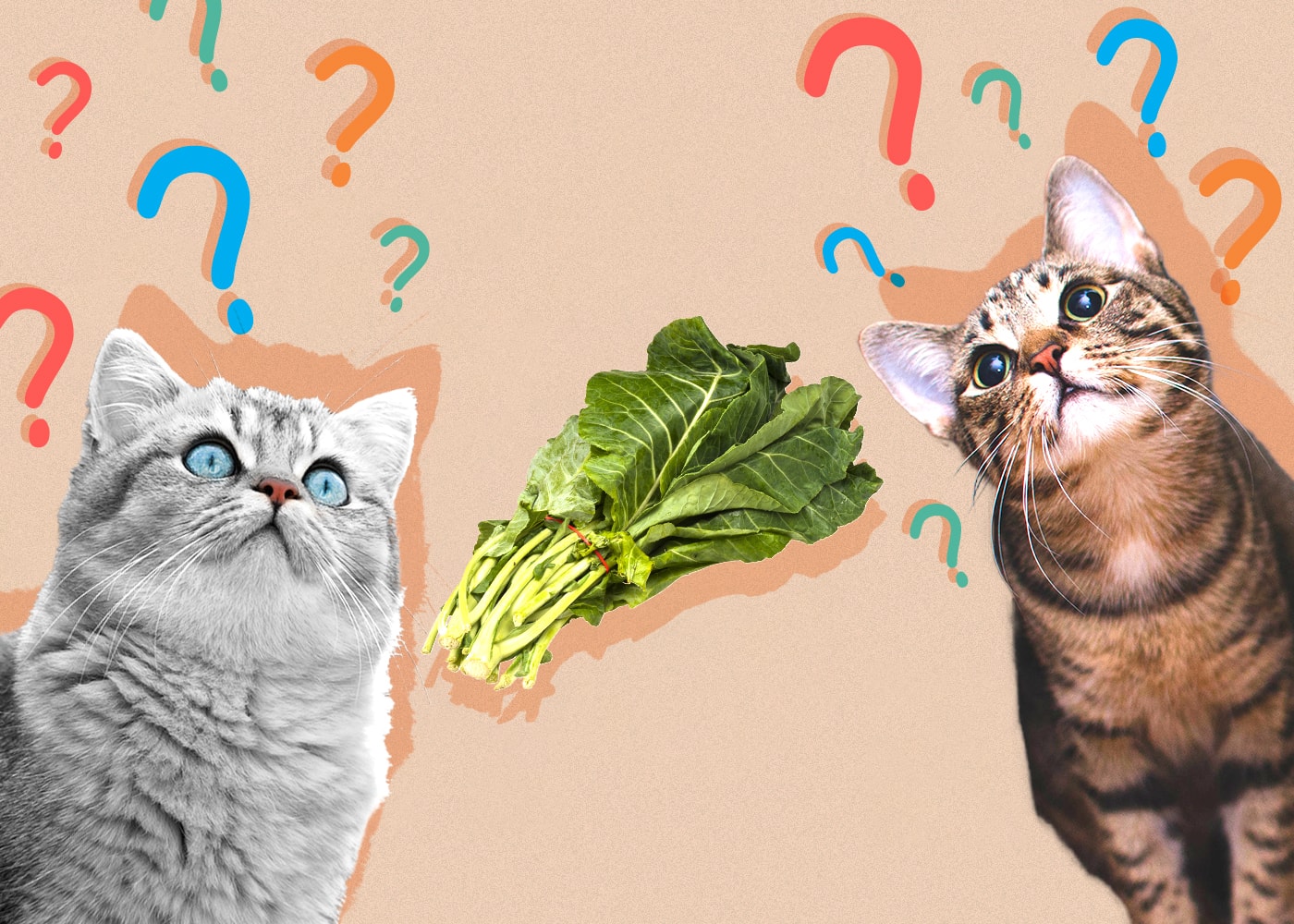 Can Cats Eat Collard Greens