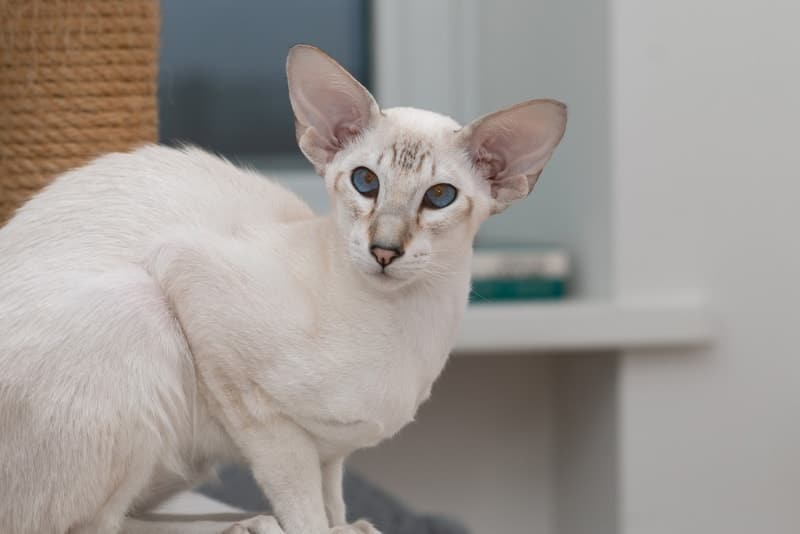 colorpoint shorthair cat sitting on a cat tree