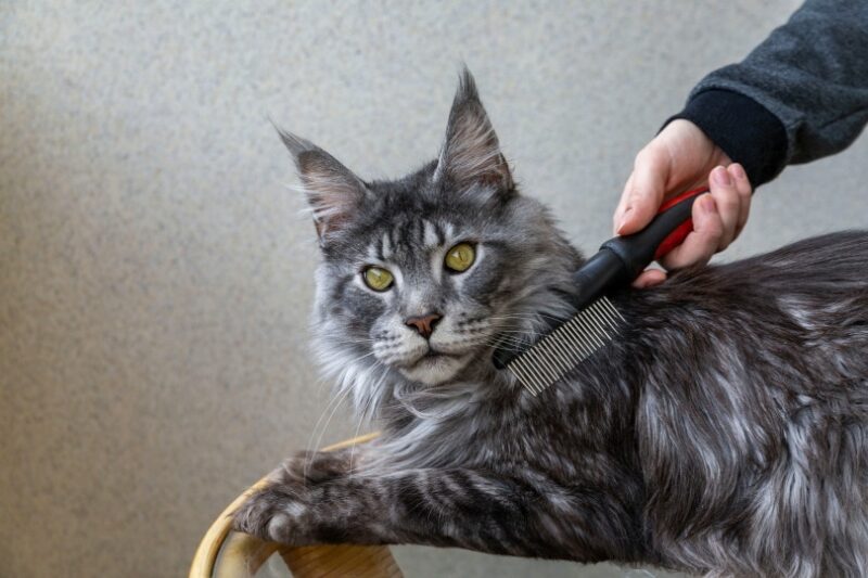 combing fur of a maine coon cat