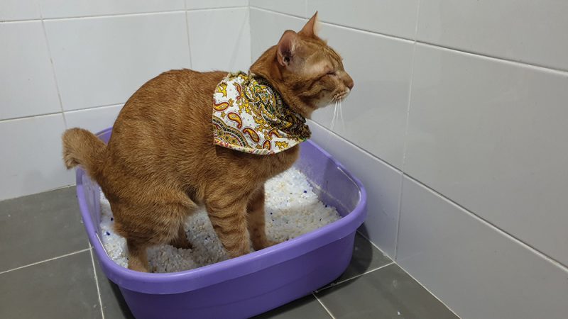 constipated cat in the litter box