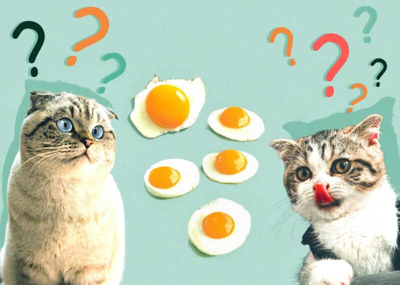 Can Cats Eat Cooked Eggs