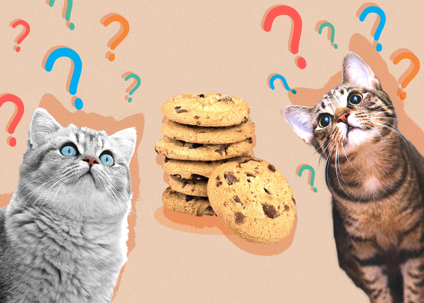 Can Cats Eat cookies