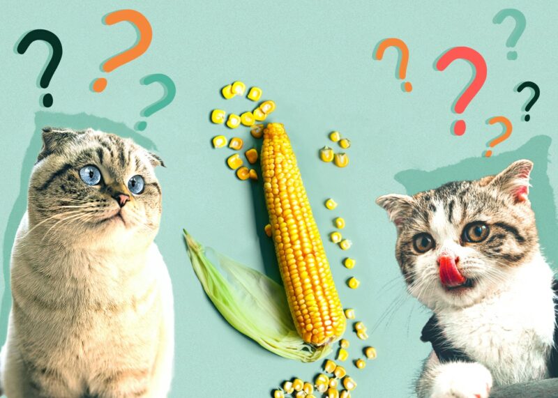 Can Cats Eat Corn