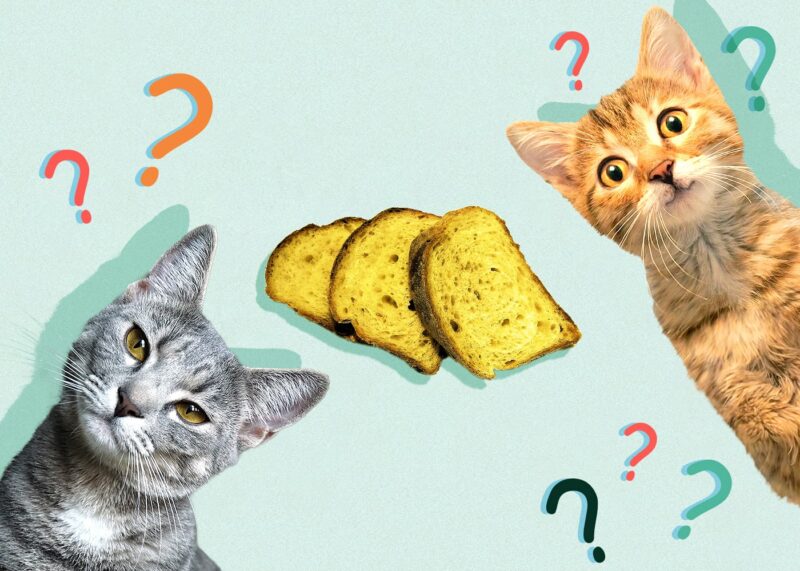 Can Cats Eat cornbread