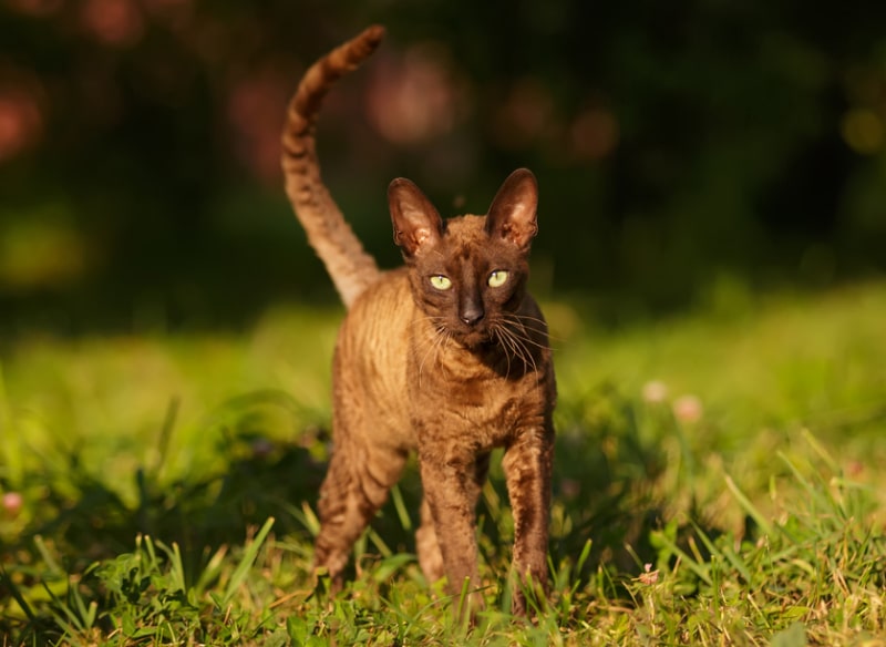 cornish rex cat walking on grass