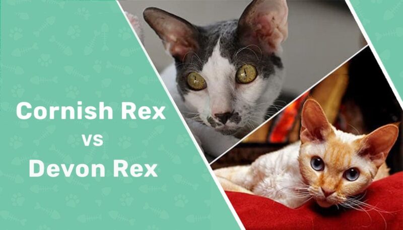 cornish rex vs devon rex header 2