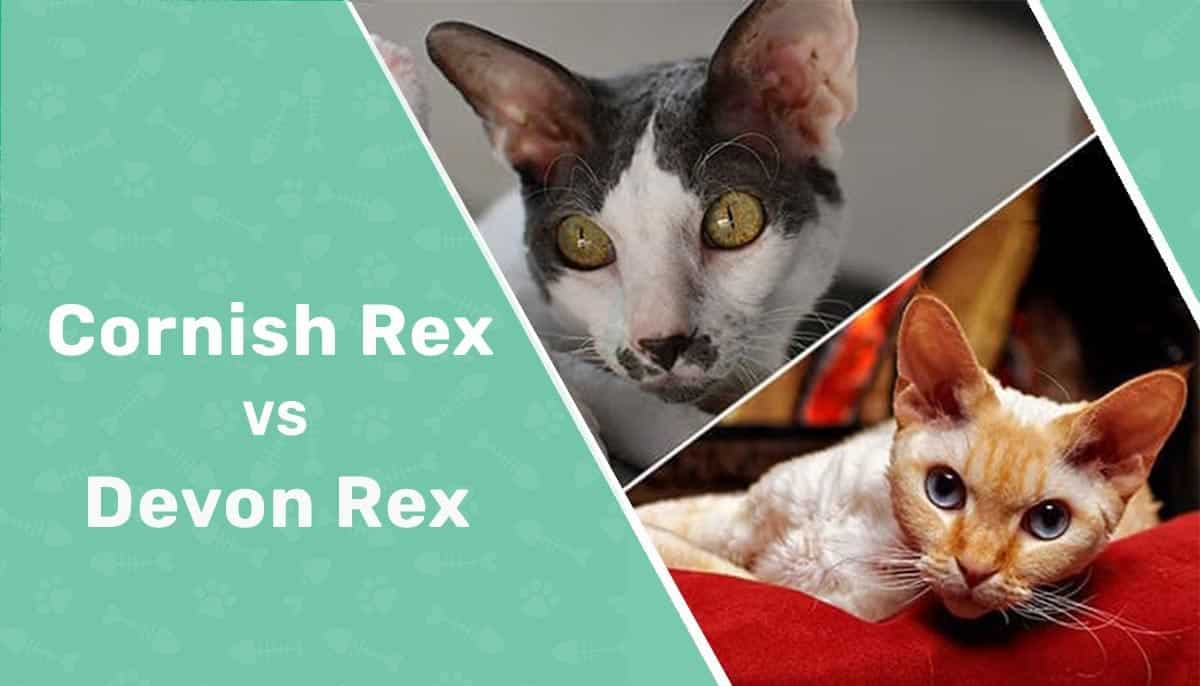 cornish rex vs devon rex header 2