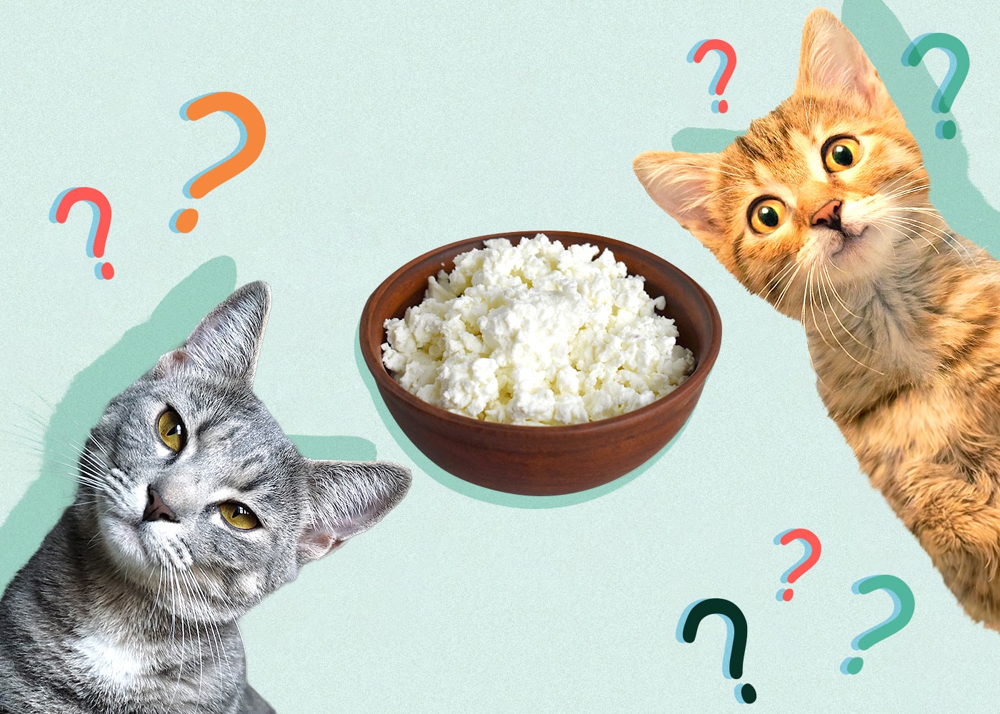 Can Cats Eat Cottage Cheese