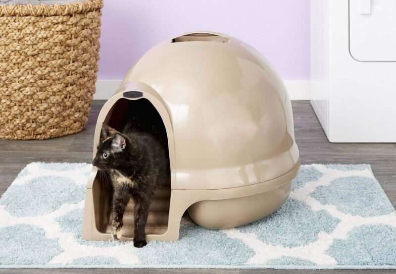 covered litter box