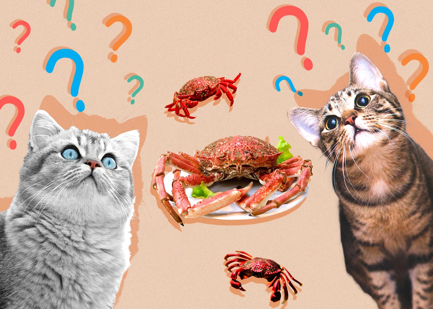 Can Cats Eat crab