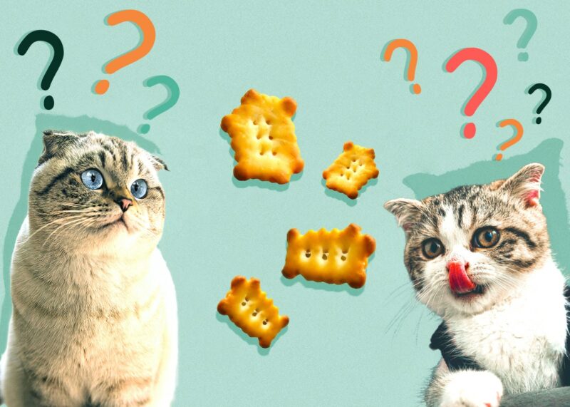 Can Cats Eat crackers