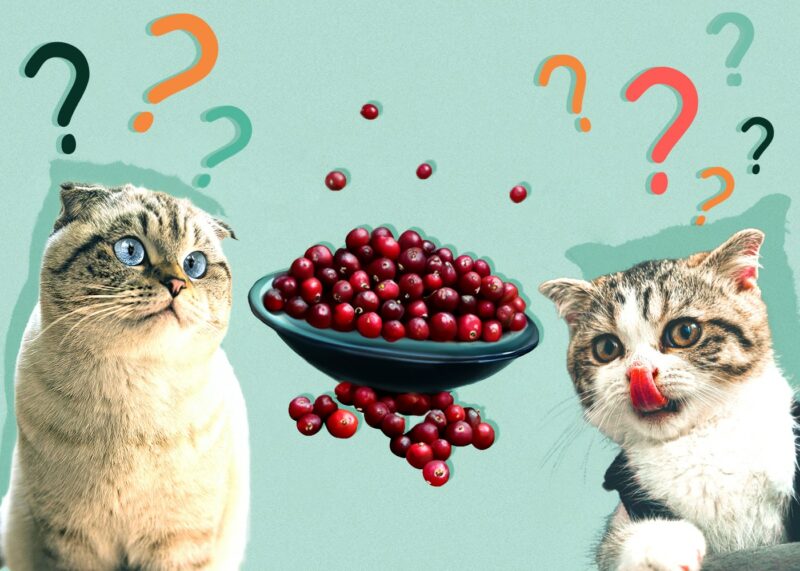 Can Cats Eat cranberries