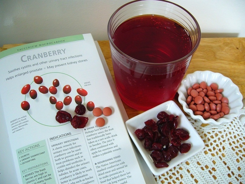 Cranberries safe for best sale cats