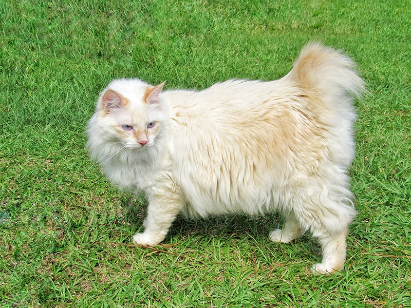 cream american bobtail cat