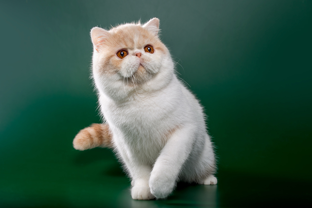 cream bicolor exotic shorthair cat