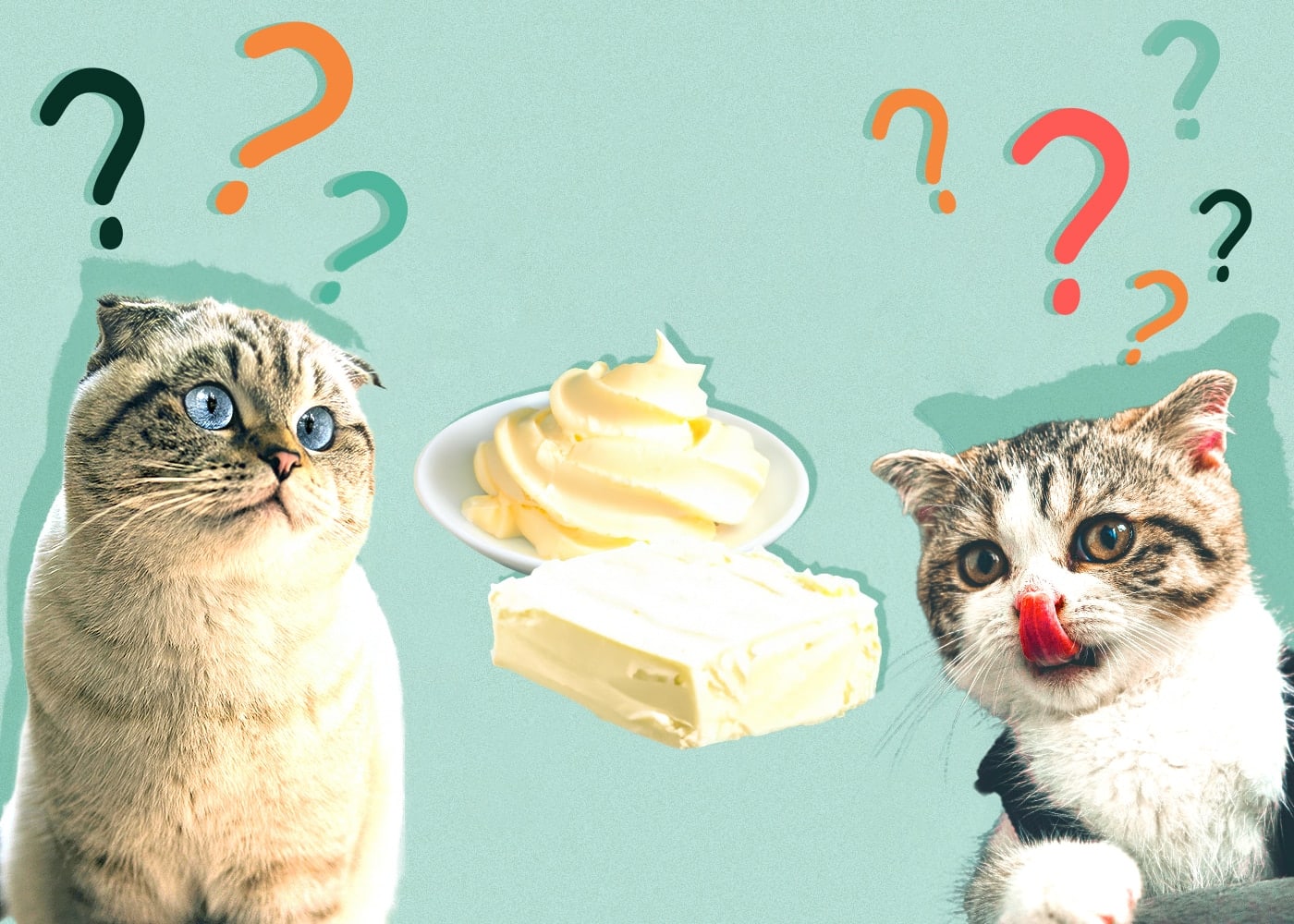 Can Cats Eat Cream Cheese