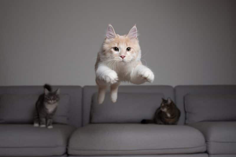 cream-colored-maine-coon-cat-jumping-over-the-couch_Nils-Jacobi_shutterestock