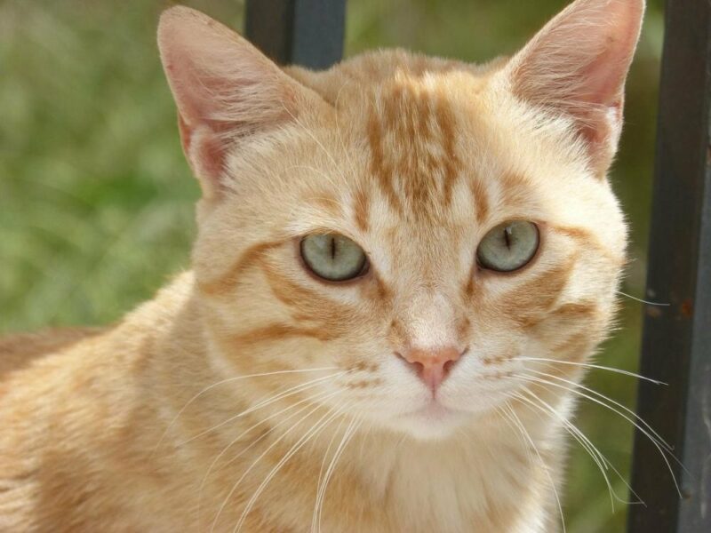 cream domestic cat close up photo