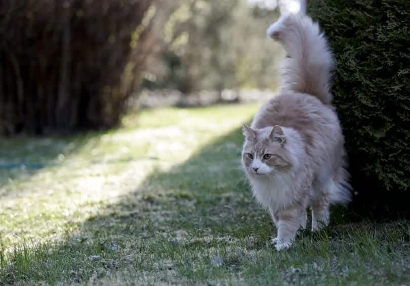 cream silver tabby Norwegian forest cat