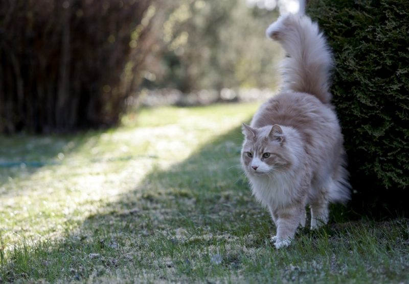 cream silver tabby norwegian forest cat marking its territory