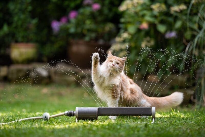 cream tabby maine coon cat playing water