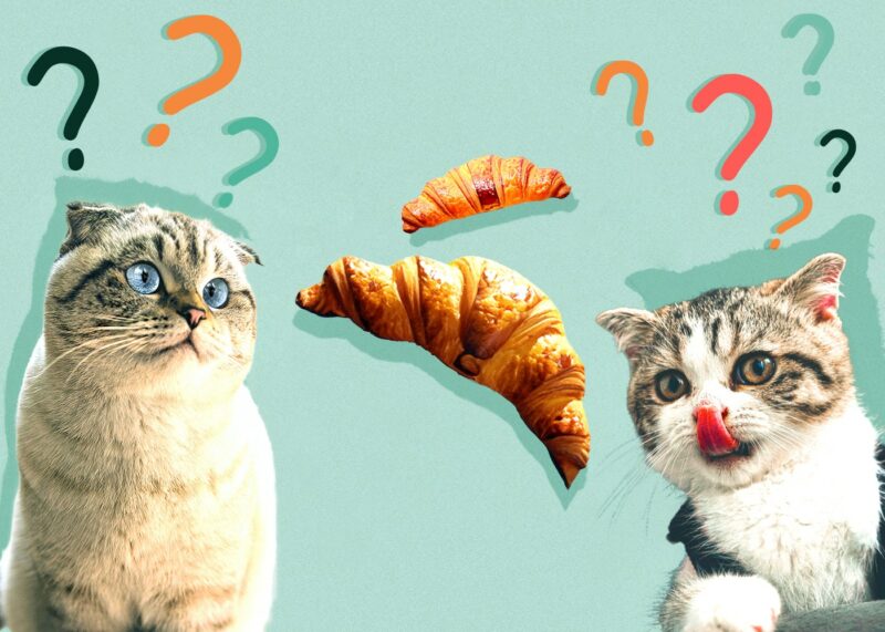 Can Cats Eat croissant