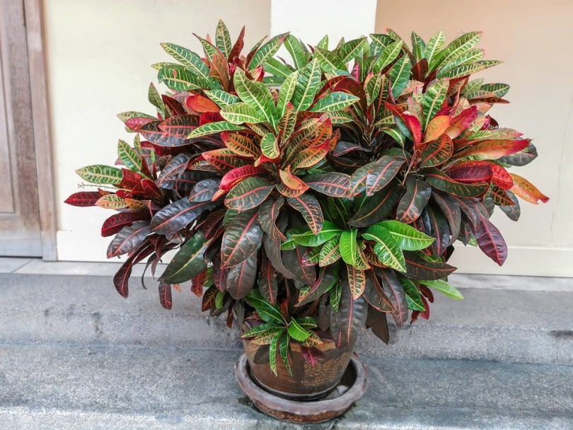 croton plant in pot