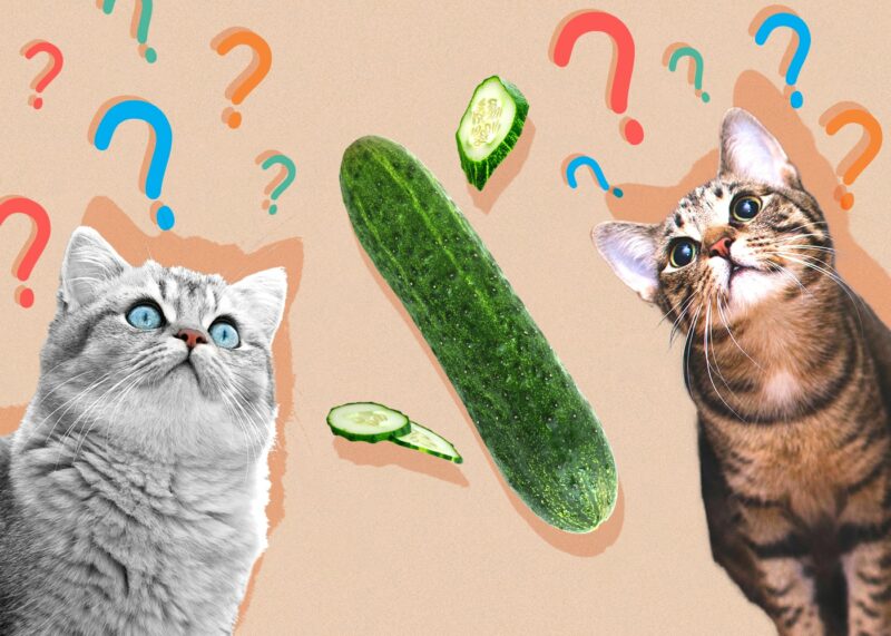 Can Cats Eat cucumber