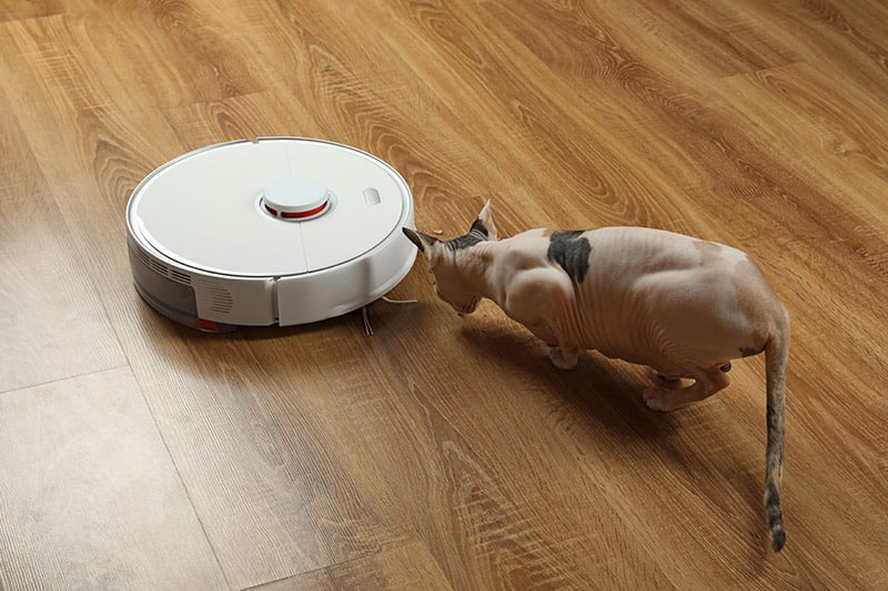 curious sphynx cat inspecting a roomba or robot vacuum