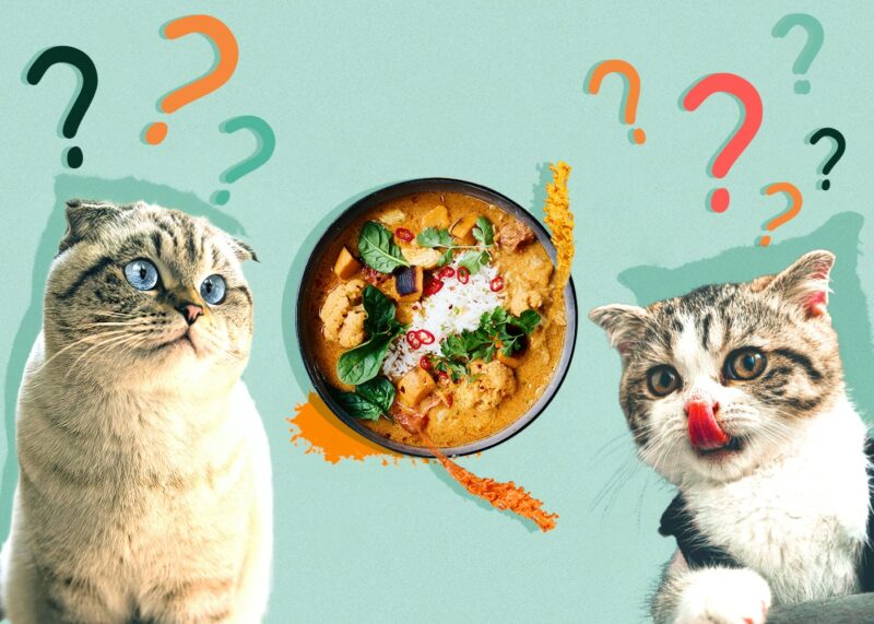 Can Cats Eat curry