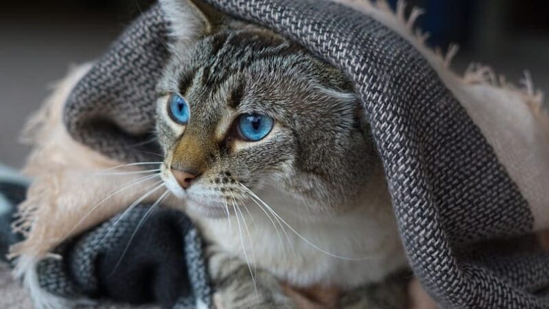 cute Lynx-Point tabby Siamese cat_Mackenzie Kilmer_shutterstock
