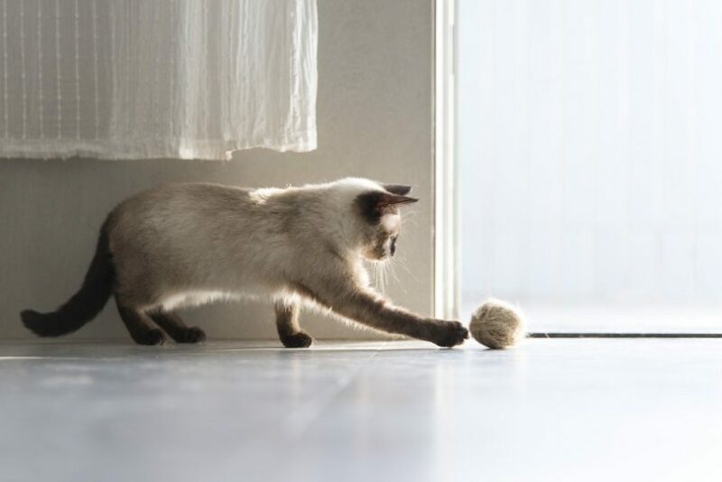 cute Siamese cat
