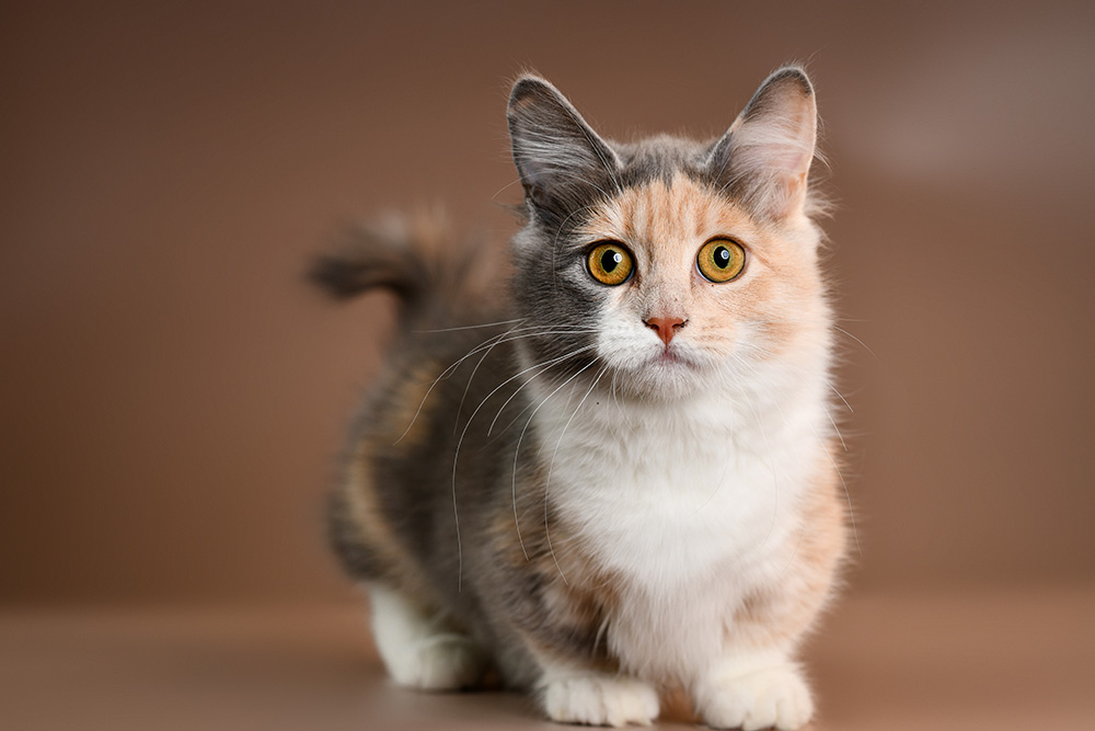 cute adorable little munchkin kitten