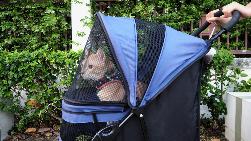 cute bright orange cat wearing cat harness inside pet stroller when travel with owner at park