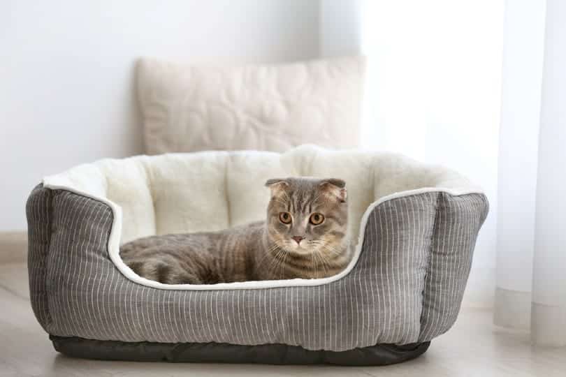 cute cat in bed at home