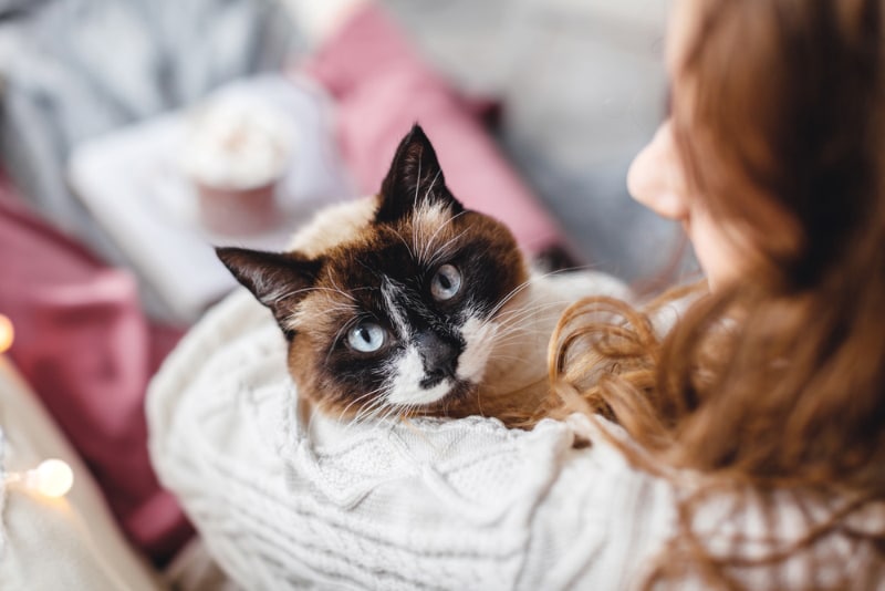 cute cat on owner's arms