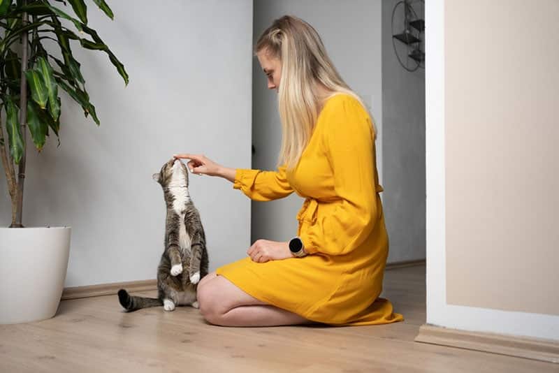 cute cat rearing up licking finger of the woman kneeling on the floor