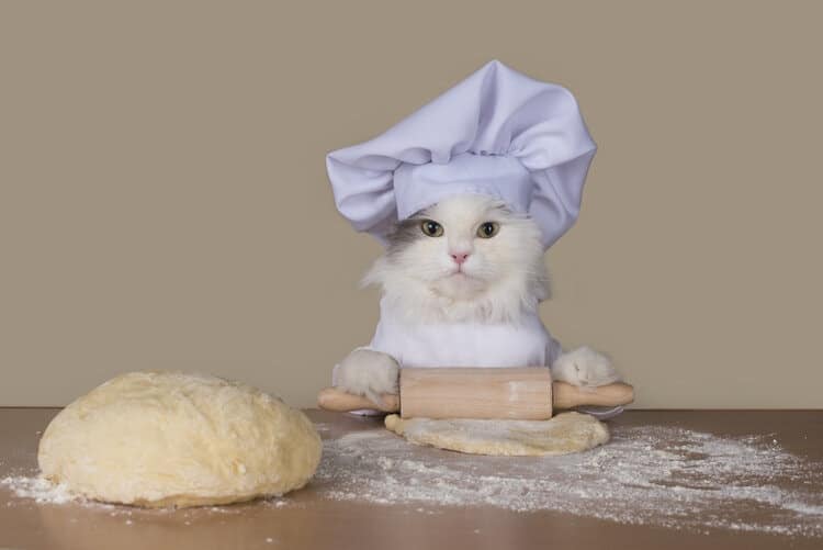 cat rolling dough