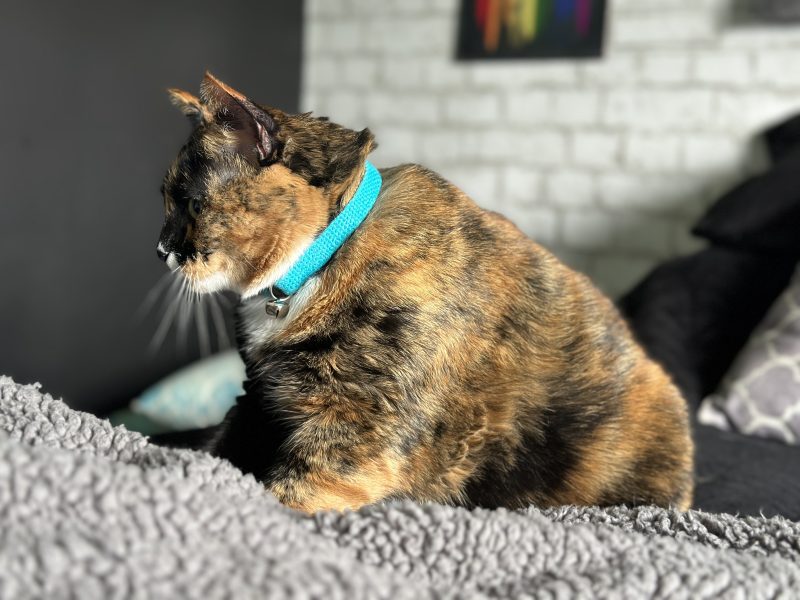 cute cat wearing Hepper collar