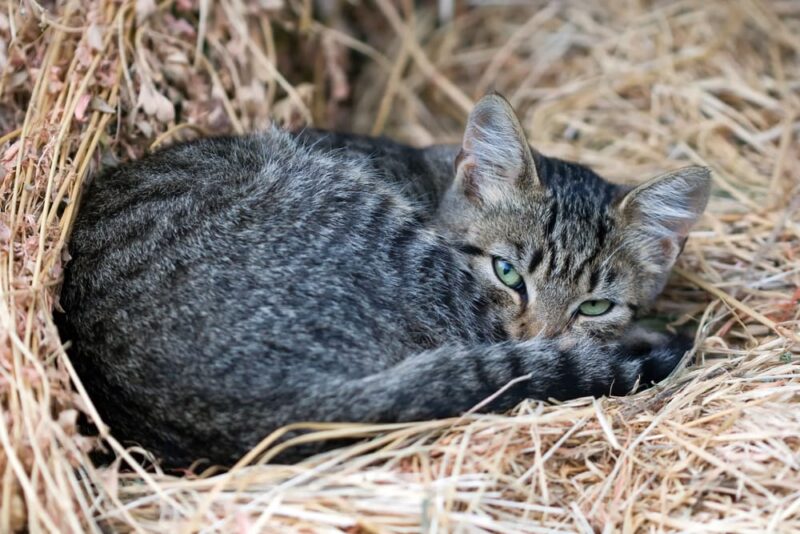 How To Get A Feral Cat To Use A Shelter How To Get A Feral Cat To Use A Shelter