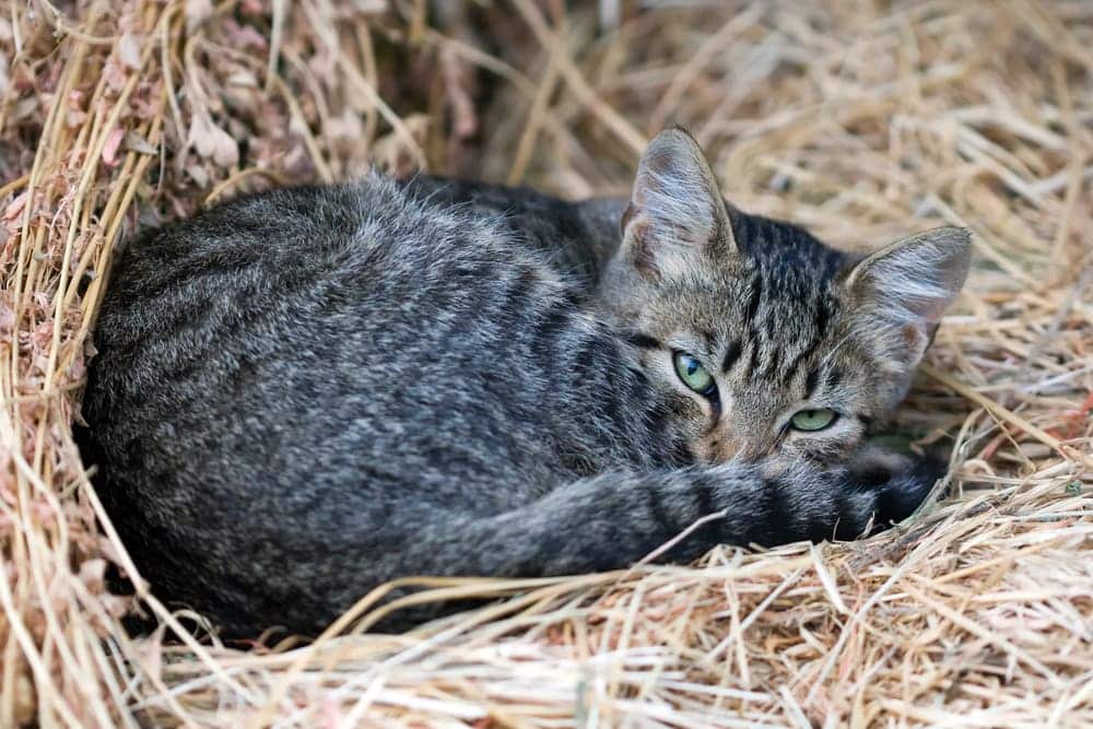 cute grey cat in the straw