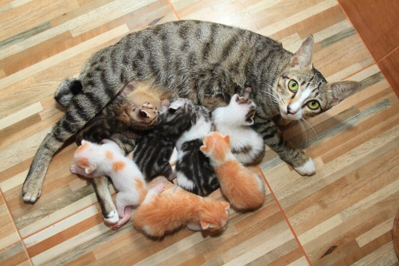 Newborn red kittens suck milk_NataVilman_shutterstock