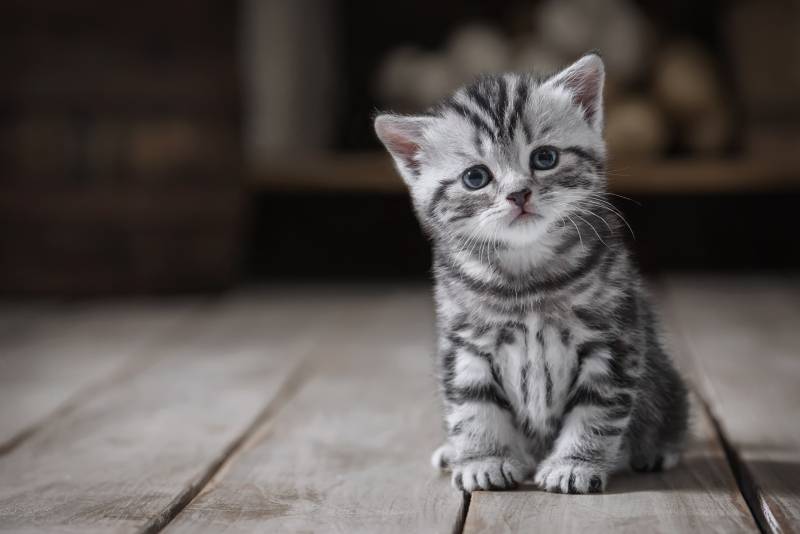 cute kitten on a background of old utensils