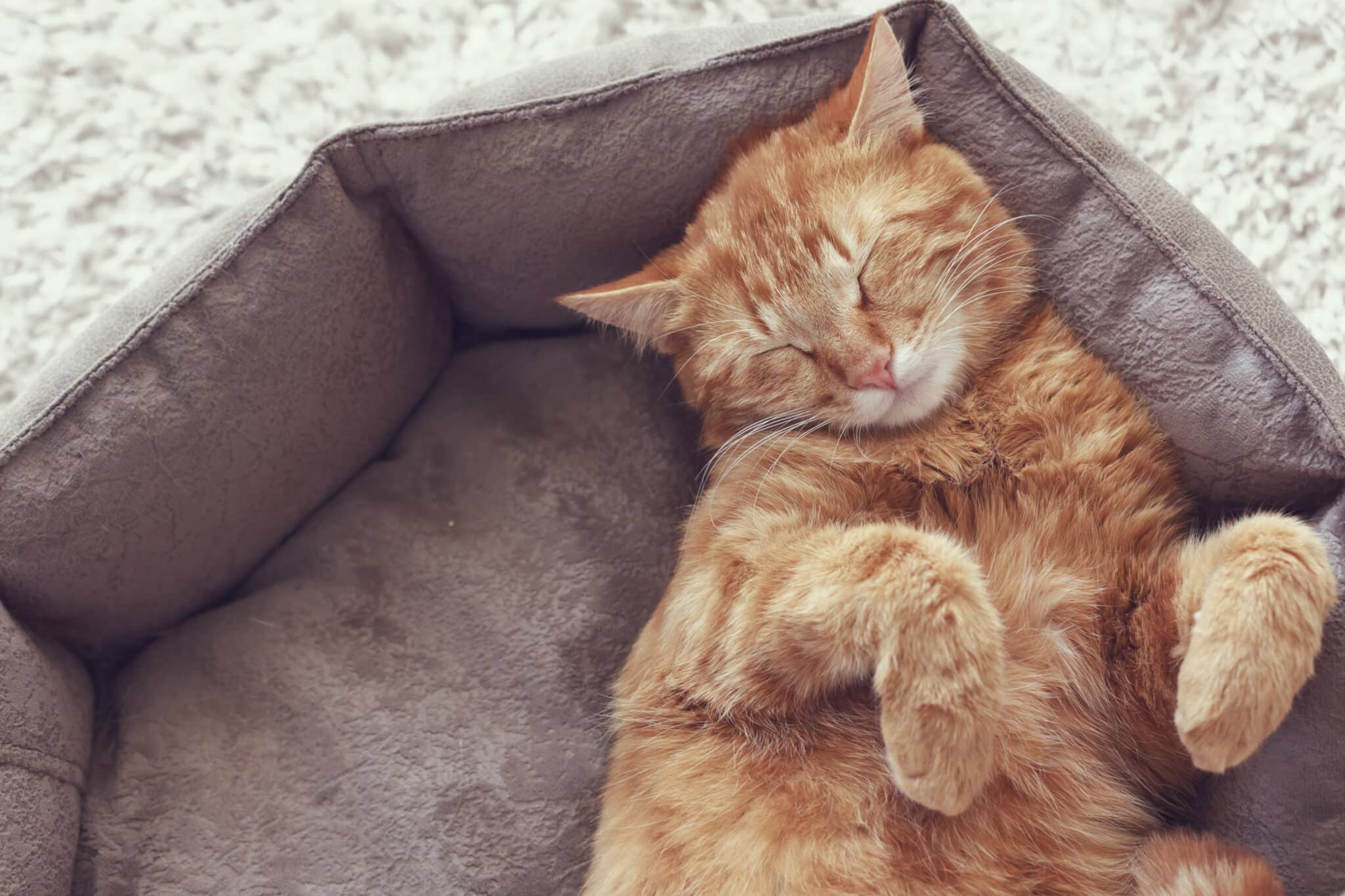 cute orange ginger cat sleeping in cat bed