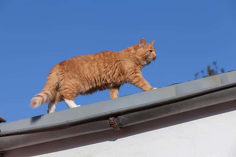 cute red domestic cat walks on a roof