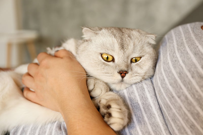Why does he looks so cute when he's angry?! : r/cats