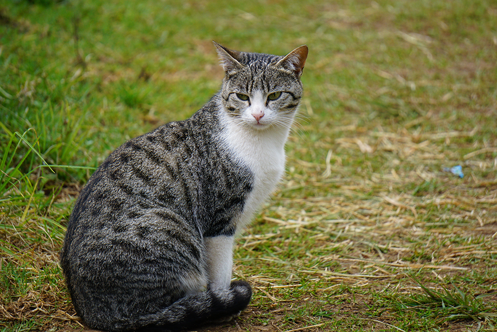 Cyprus cat sitting on the ground